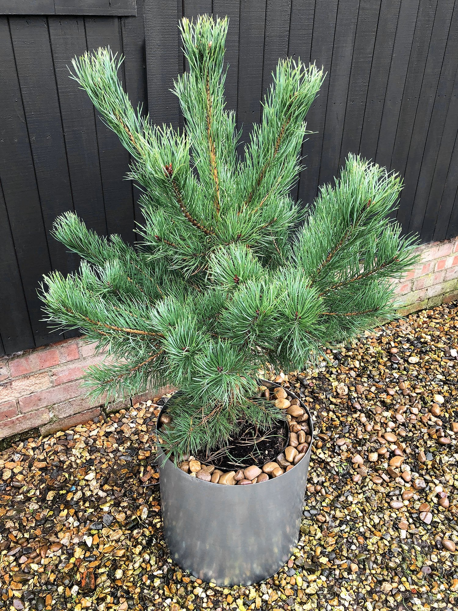Bellamy Galvanised Steel Circular Planter - Image 9