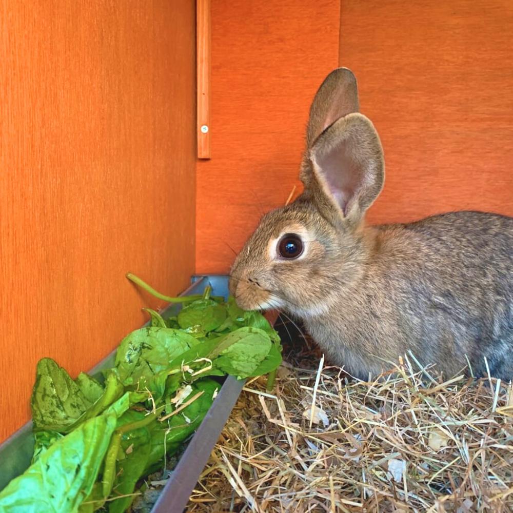 Jake's Farm Yard Pet Rabbit Starter Kit (3 Items Included) - Image 3