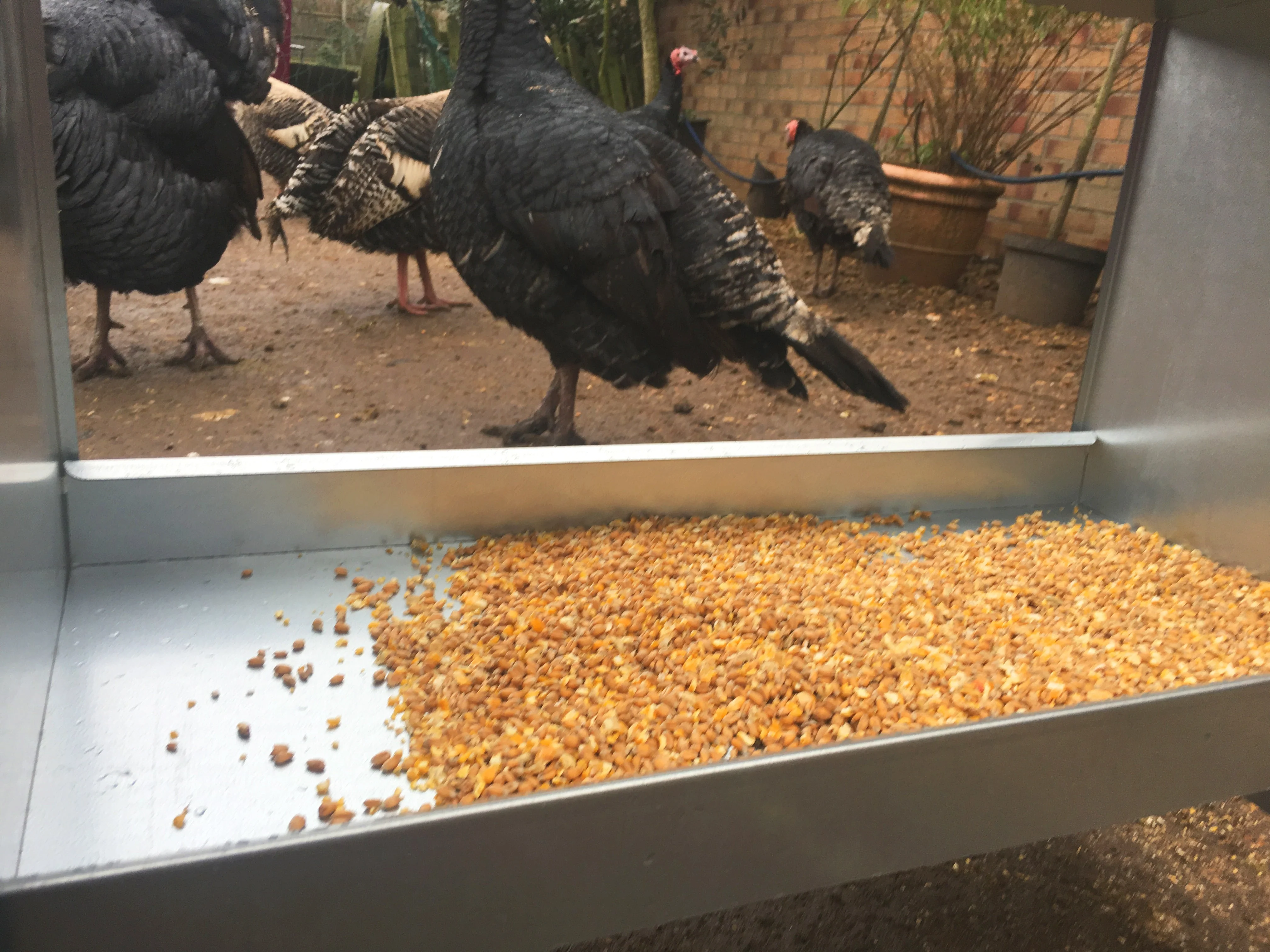 Large Galvanised Turkey & Poultry Feeder with Roof - Image 5